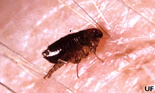 Adult cat flea