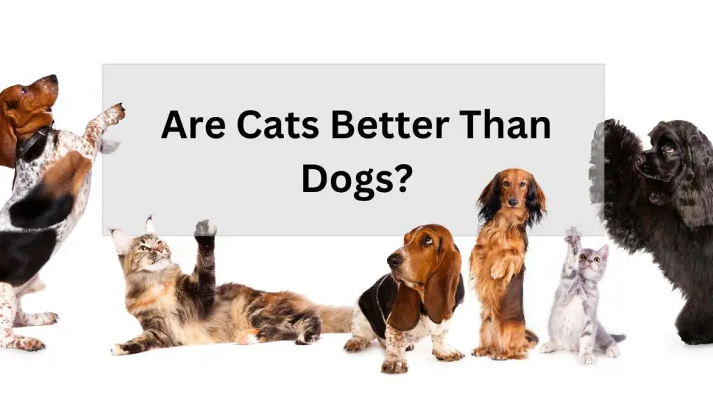 Are Cats Better Than Dogs