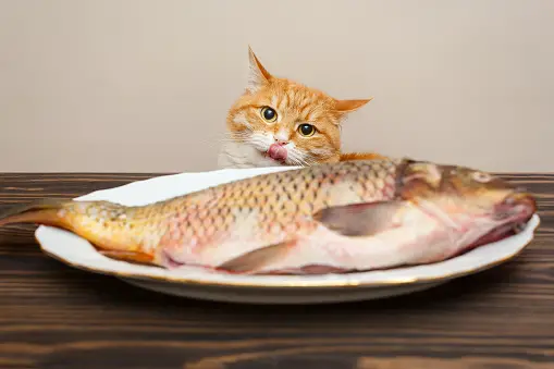 Cats are obligate carnivores