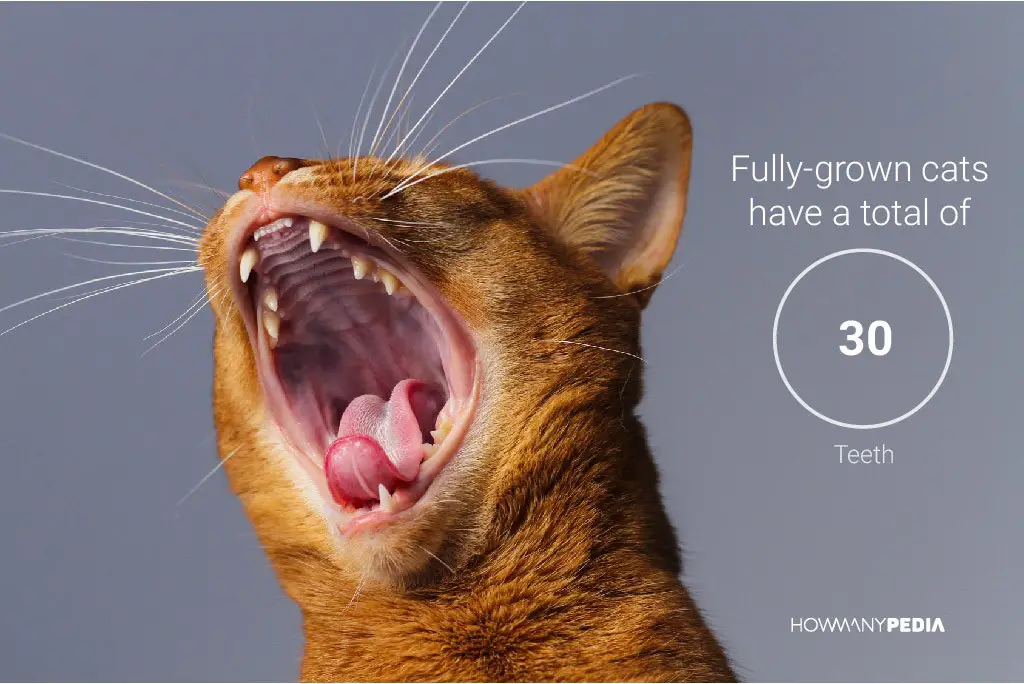 Cats have 30 teeth