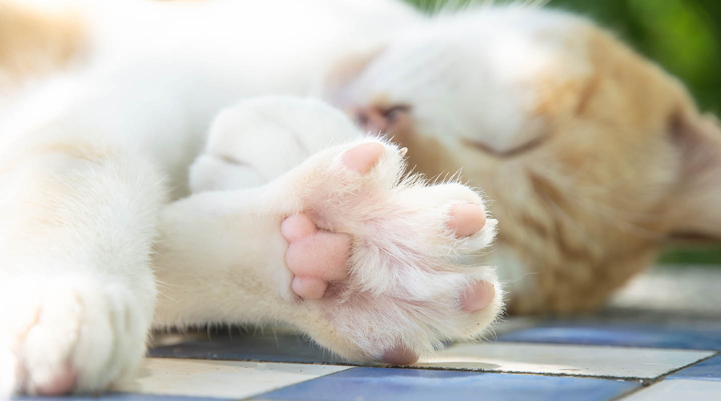 Cats have a total of 18 toes