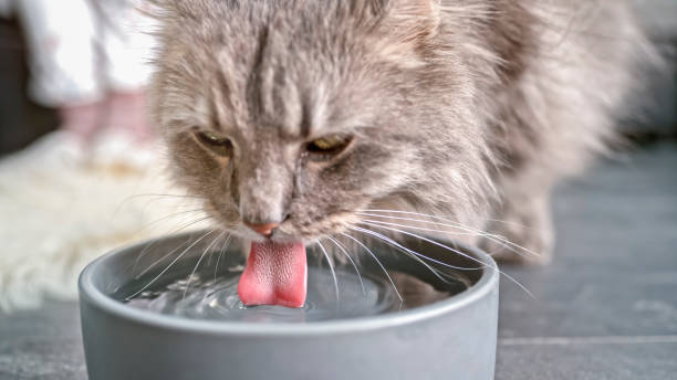 Cats should have access to fresh water