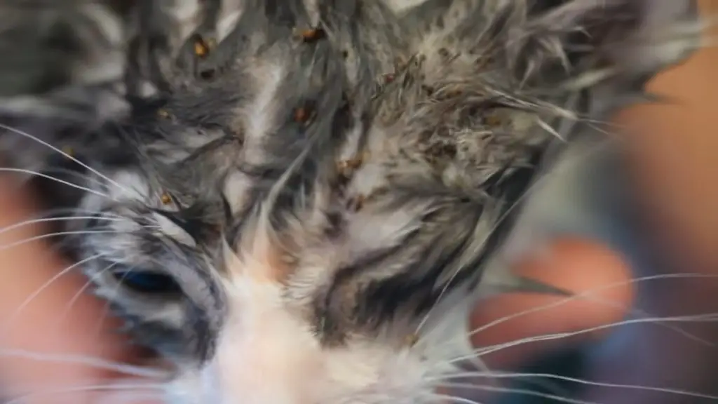 Graphic Flea infestation in kitten