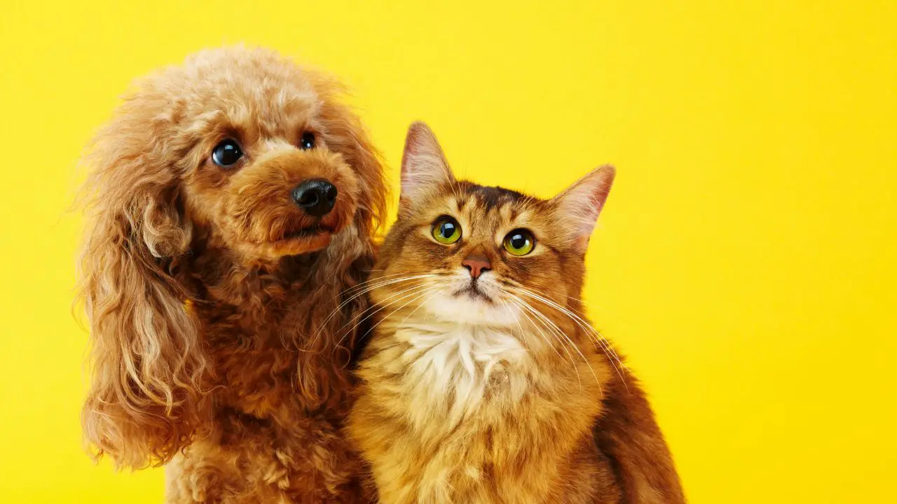 History of Cats and Dogs