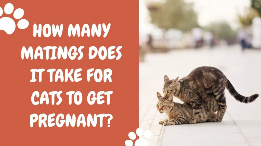How Many Matings Does It Take For Cats To Get Pregnant