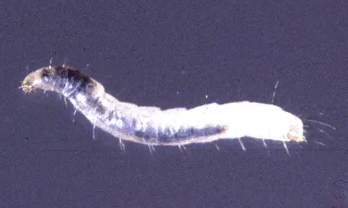Larva of the cat flea