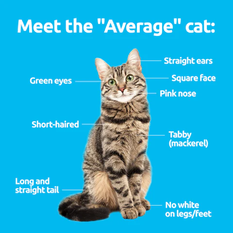 Physical Characteristics of Cats