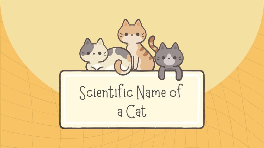 Scientific Name of a Cat