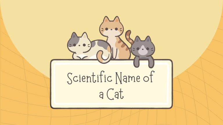 what-is-the-scientific-name-of-a-cat-classification-characteristics