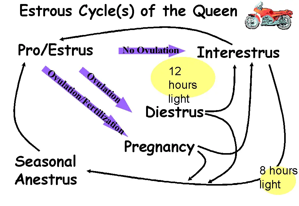 The Estrous Cycle