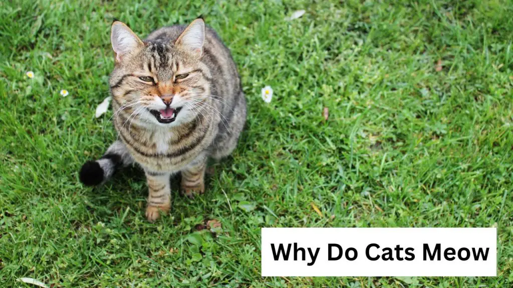 Why Do Cats Meow