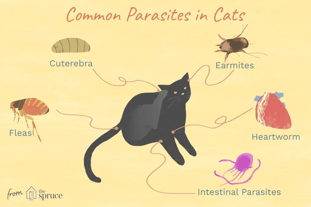 cat parasites pictures