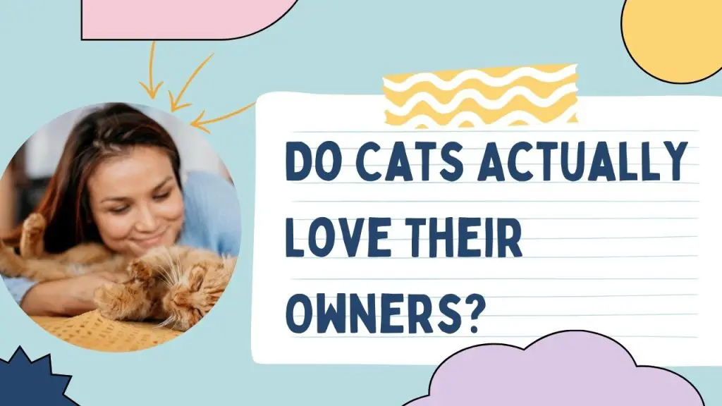 Do Cats Actually Love Their Owners