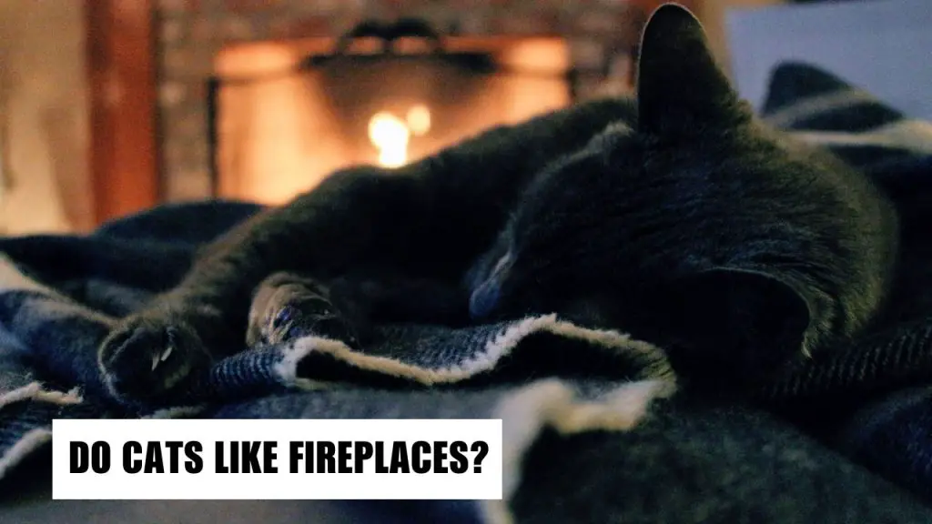Do Cats Like Fireplaces