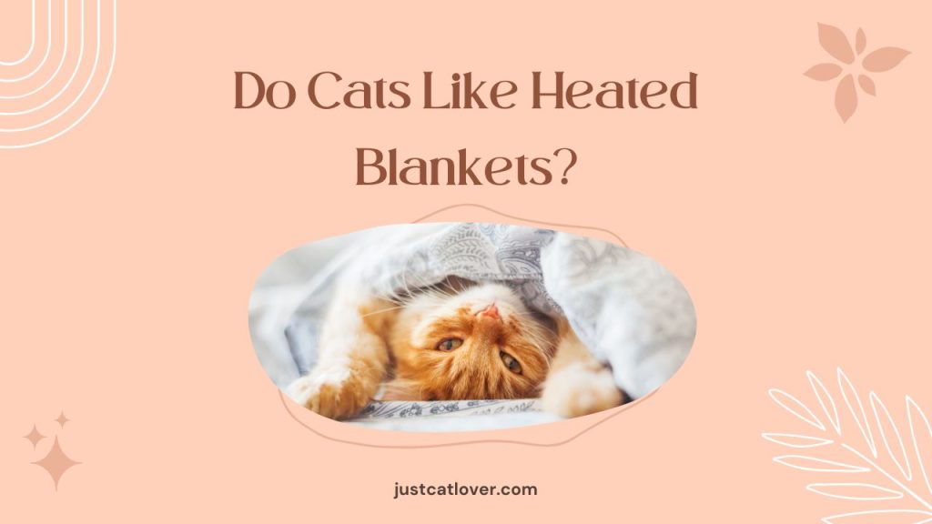 Do Cats Like Heated Blankets