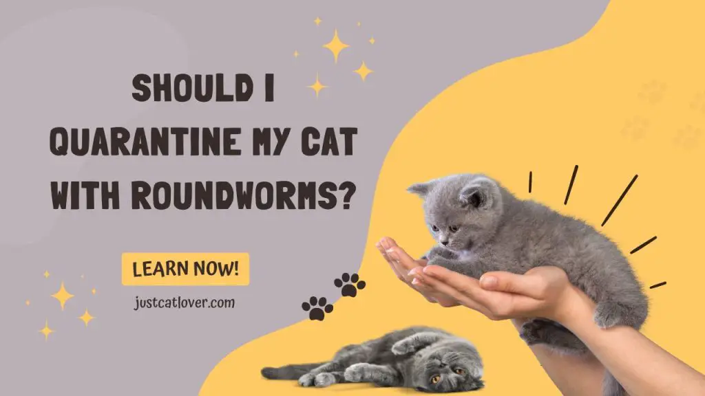 Should I Quarantine My Cat With Roundworms