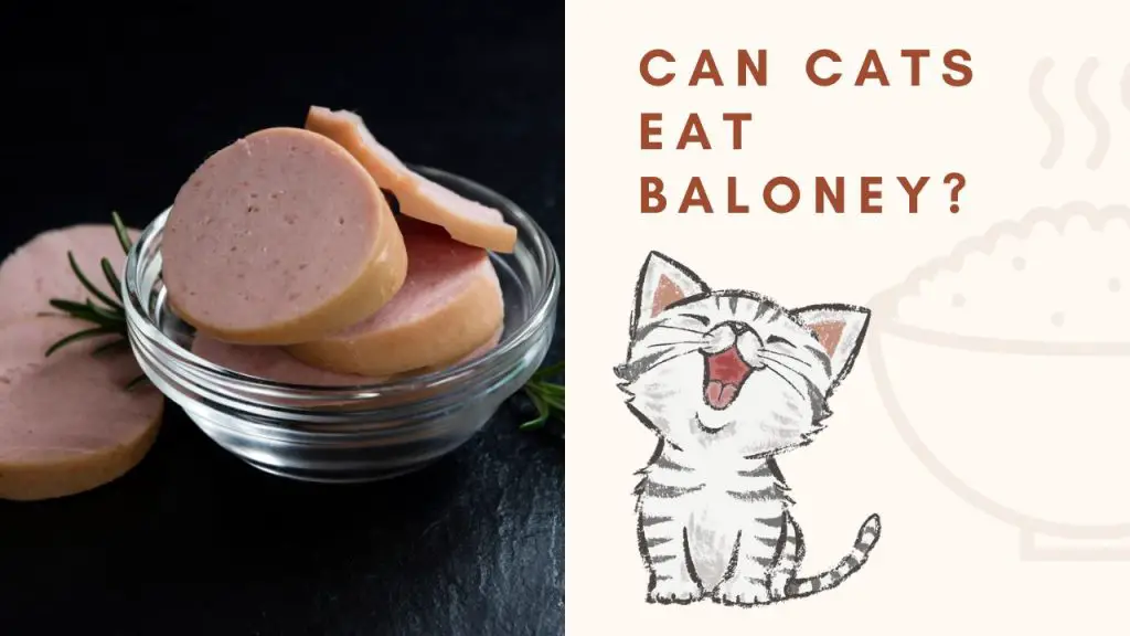 Can Cats Eat Baloney
