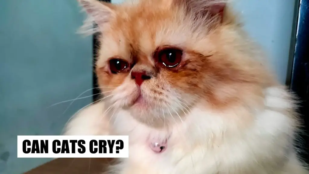 Can cats cry