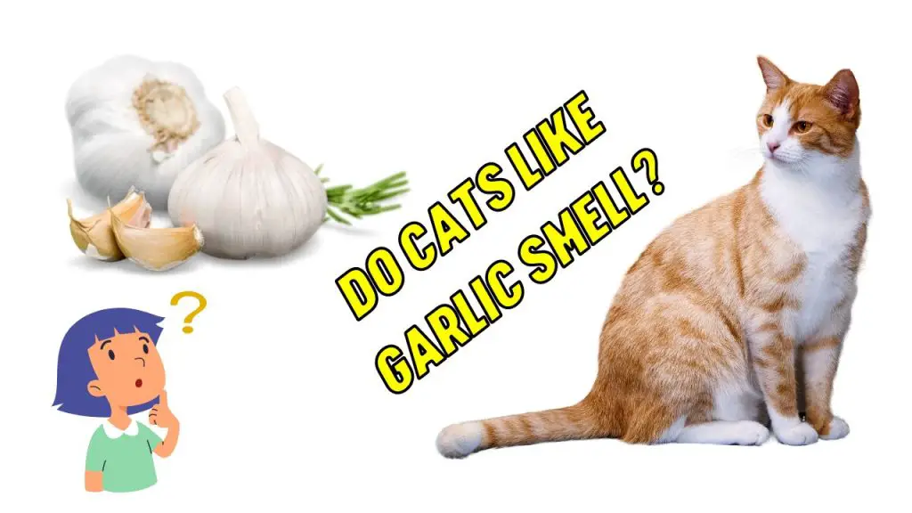 Do Cats Like Garlic Smell