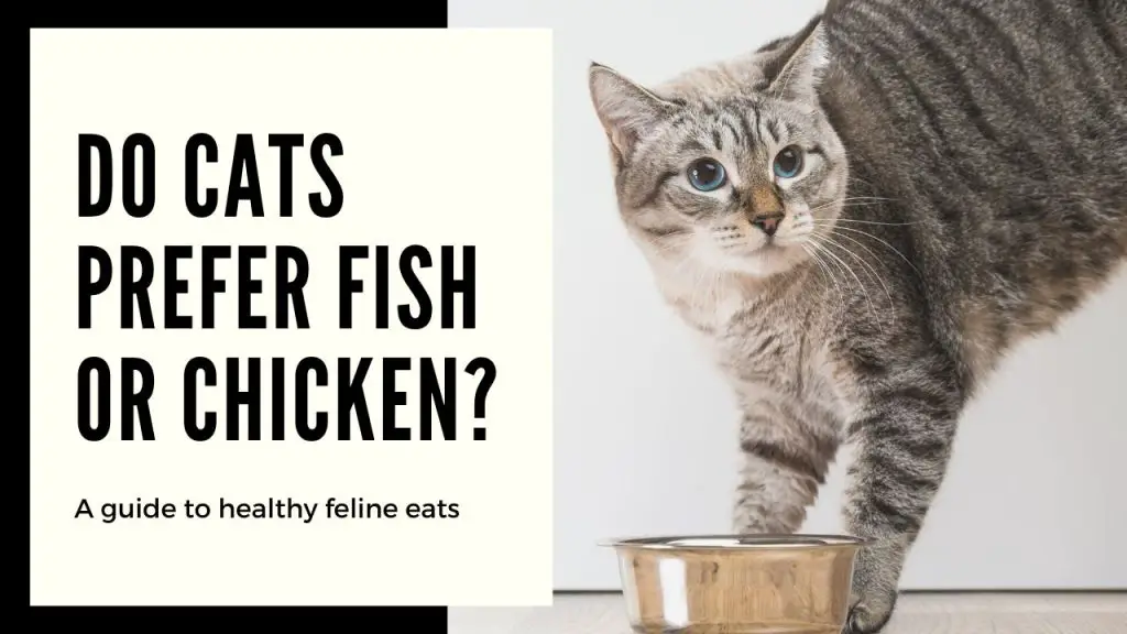 Do Cats Prefer Fish Or Chicken
