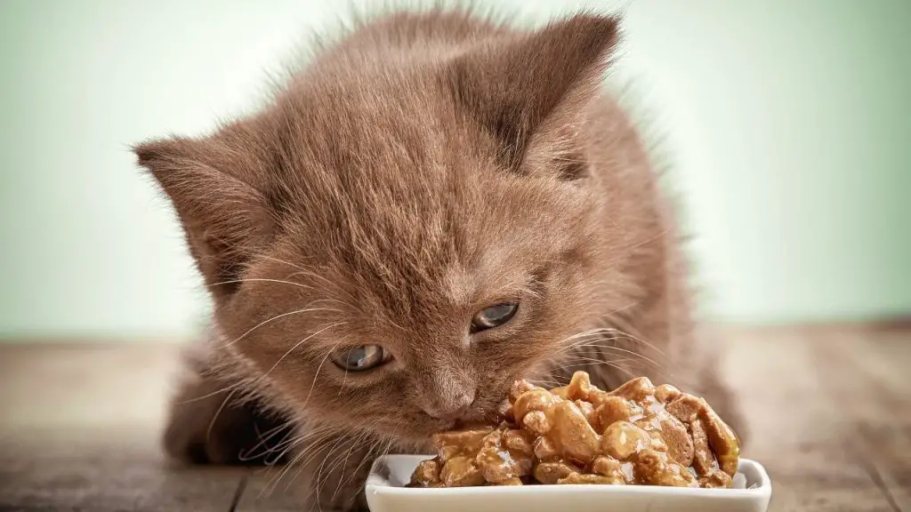 Healthiest Food For Indoor Cats