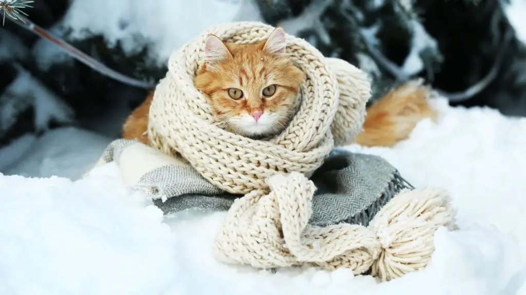 How Long Can A Cat Survive In The Cold