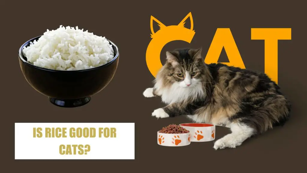 Is rice good for cats