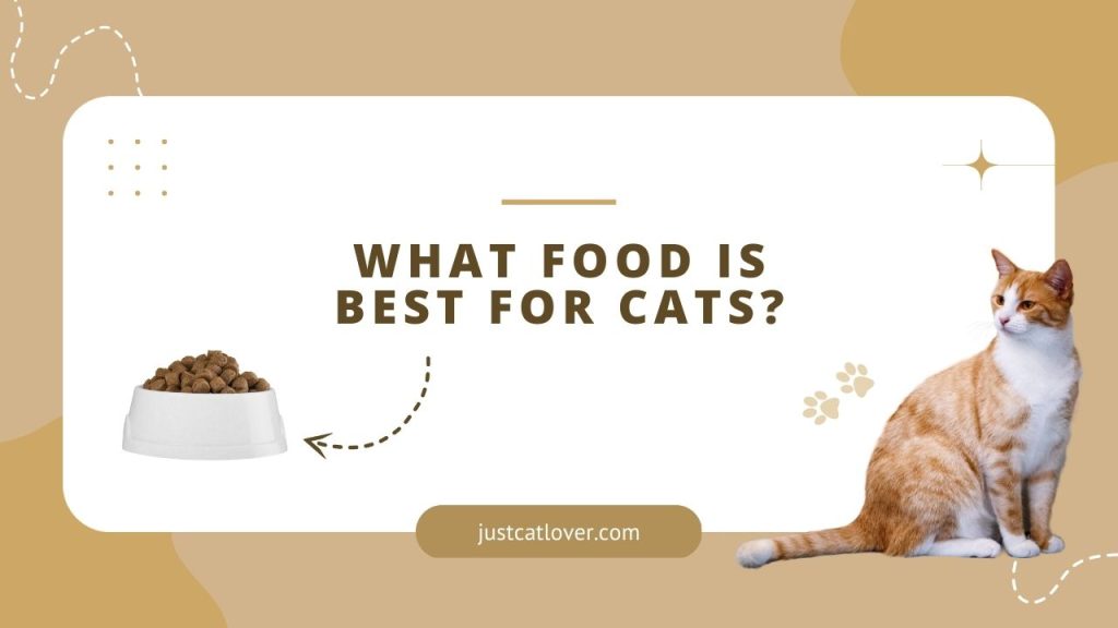 What food is best for cats