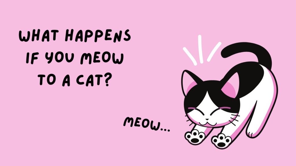 What happens if you meow to a cat