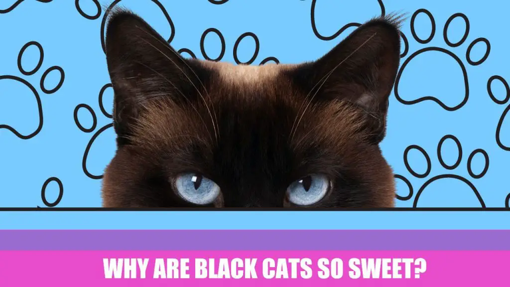 Why Are Black Cats So Sweet