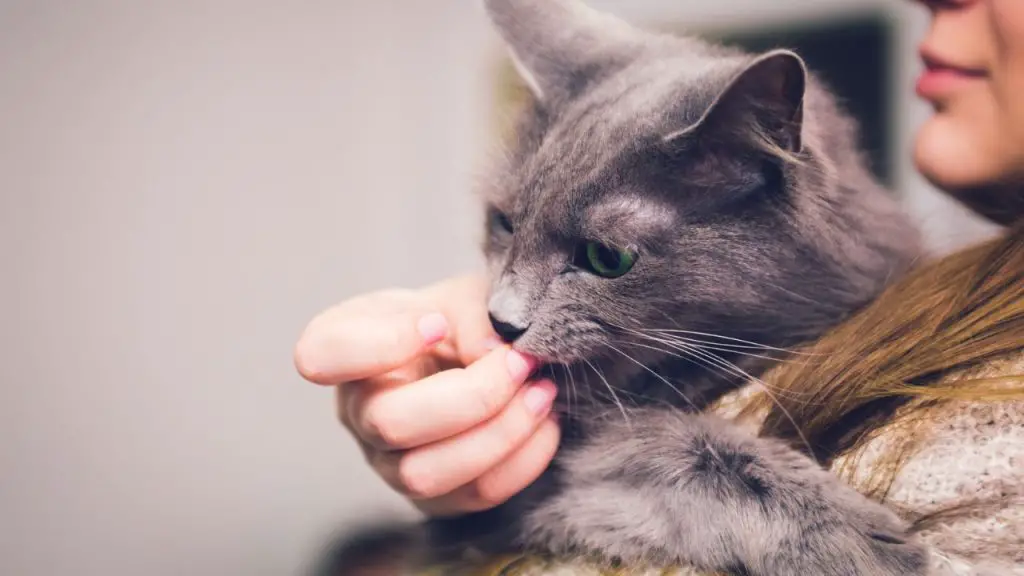 Why Do Cats Lick You Then Bite You