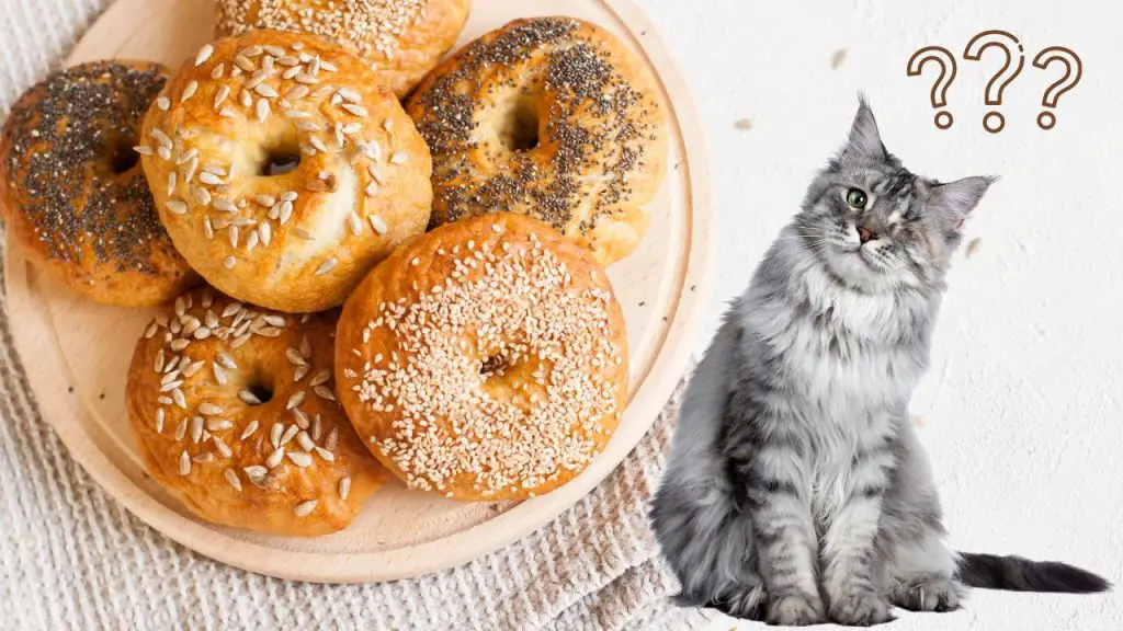 can cats eat bagels