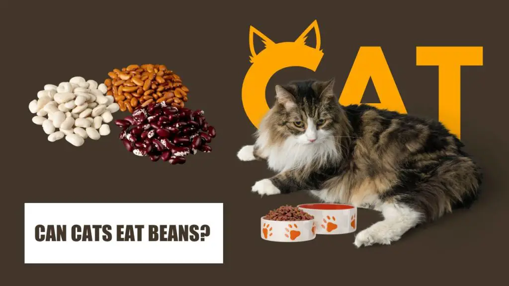 can cats eat beans