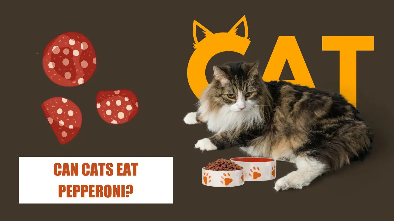 Can Cats Eat Pepperoni? What You Need to Know