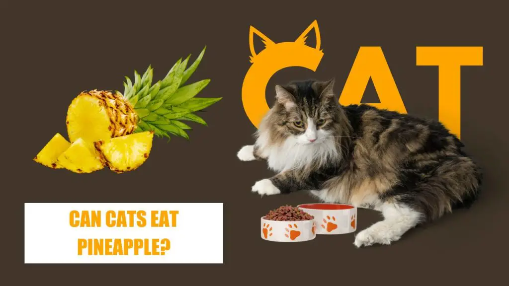 can cats eat pineapple