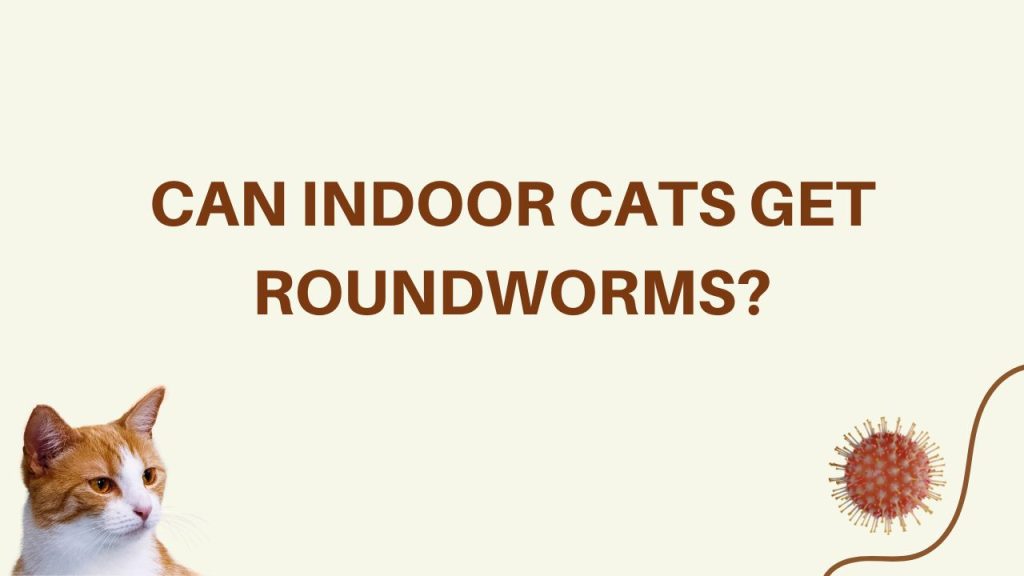 can indoor cats get roundworms