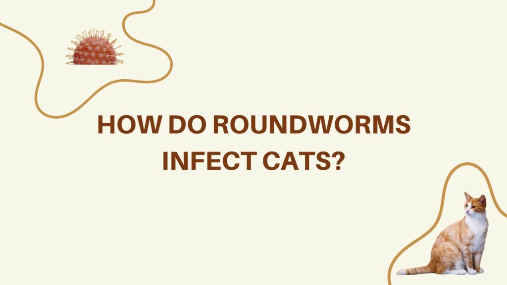 how do roundworms infect cats