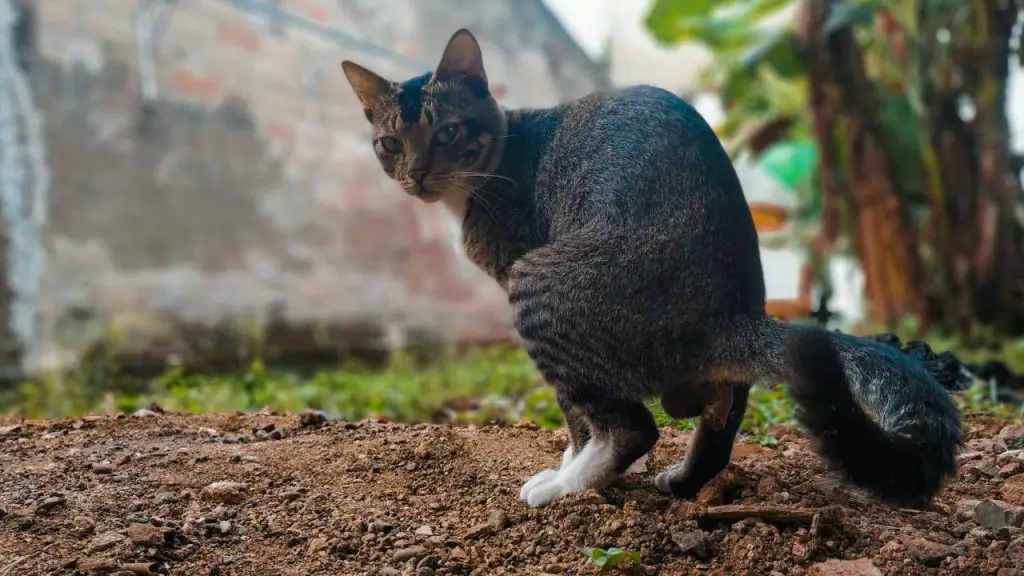 how long can cats hold their poop and pee