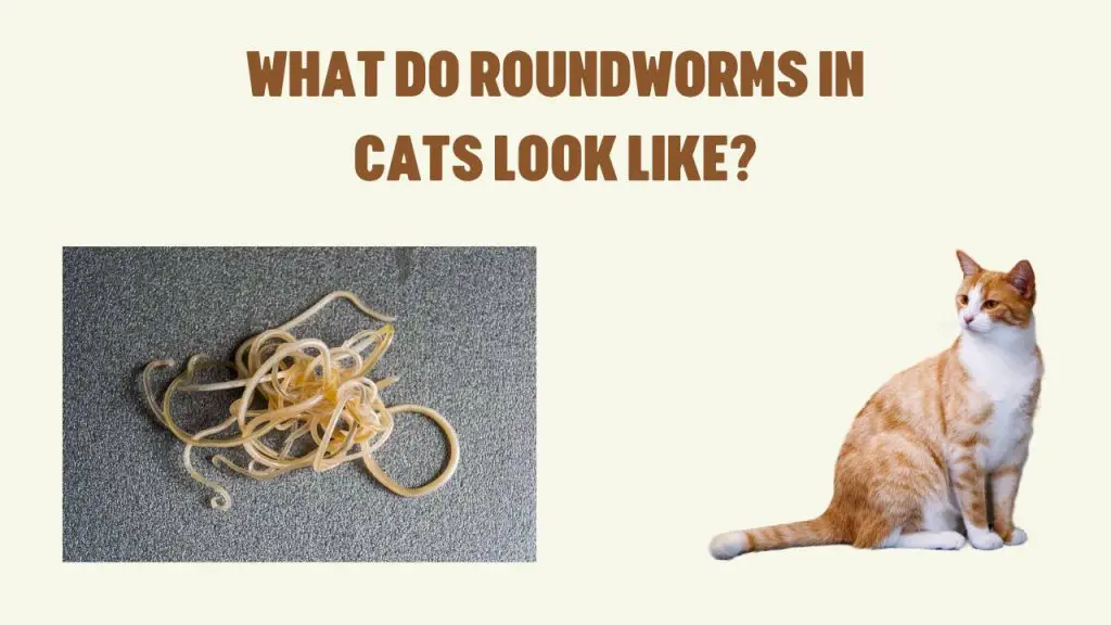 what do roundworms in cats look like