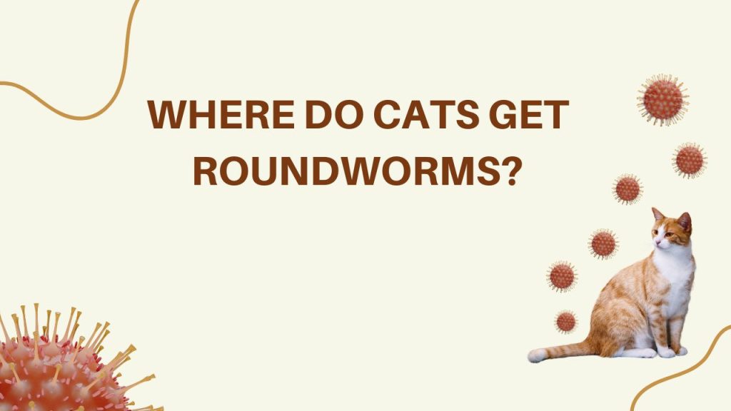 where do cats get roundworms