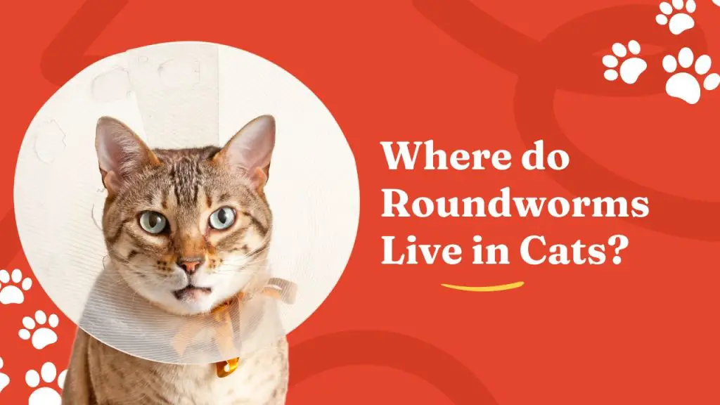 where do roundworms live in cats