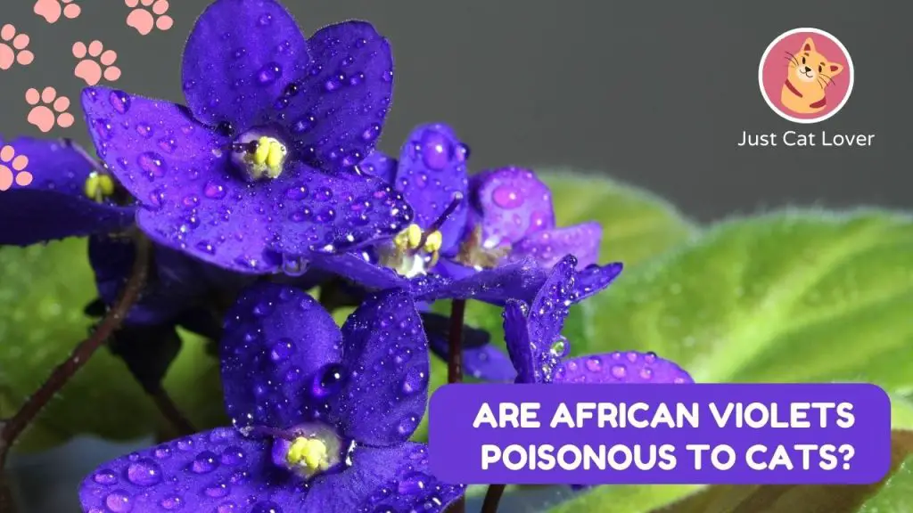 Are African Violets Poisonous to Cats
