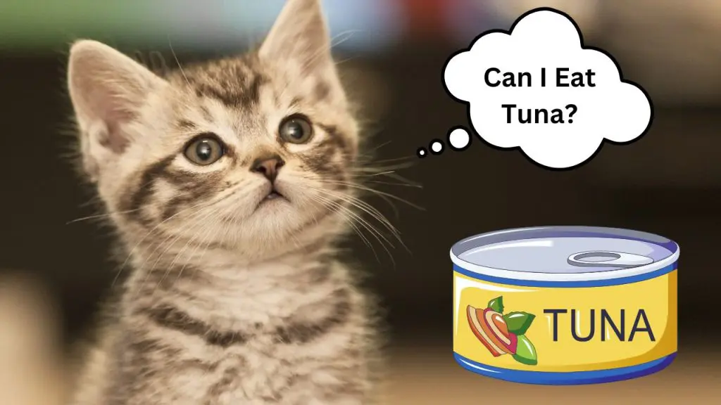Can 6 Week Old Kittens Eat Tuna