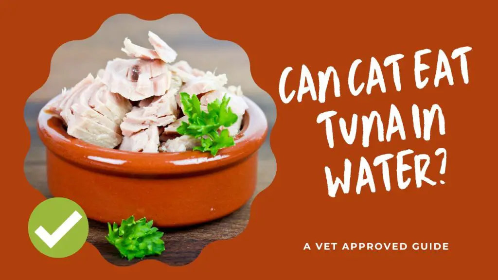 Can Cat Eat Tuna In Water