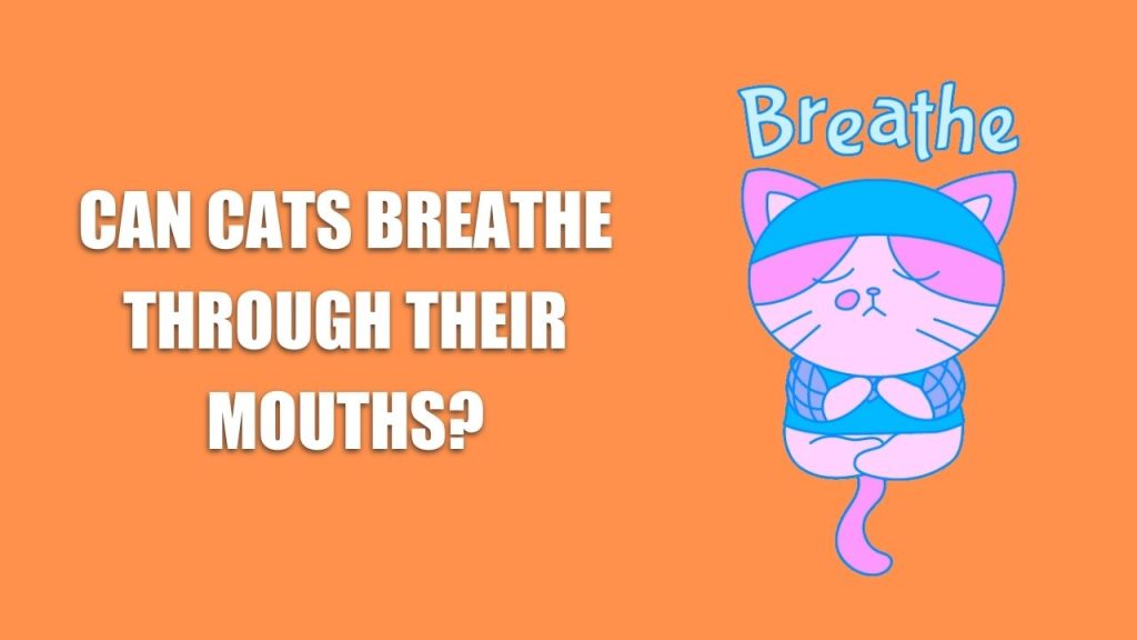 Can Cats Breathe Through Their Mouths
