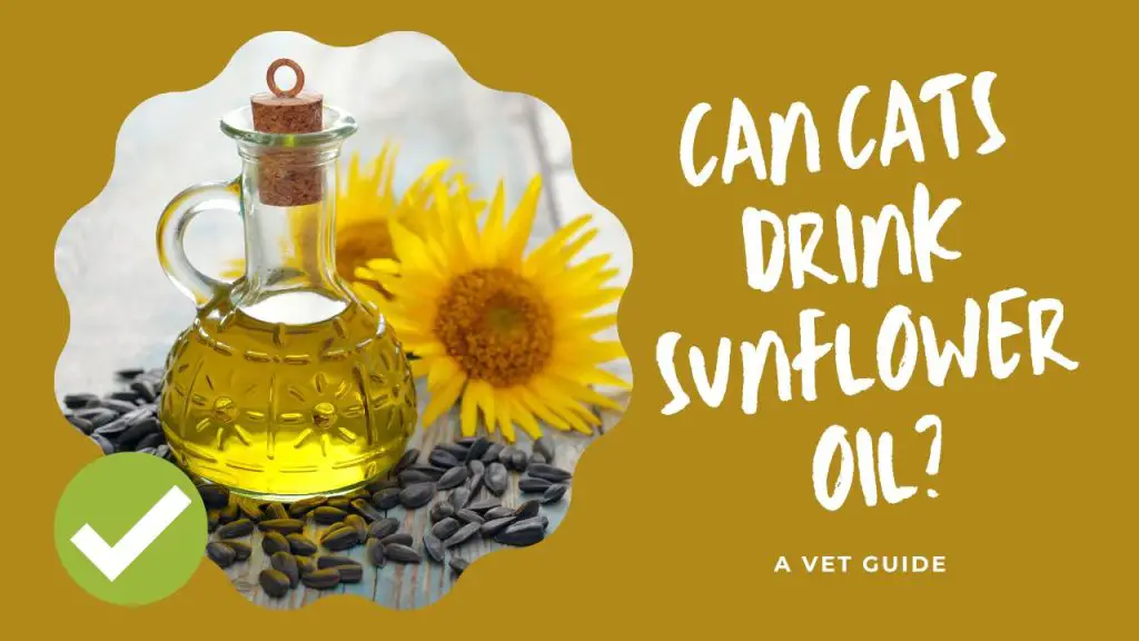 Can Cats Drink Sunflower Oil