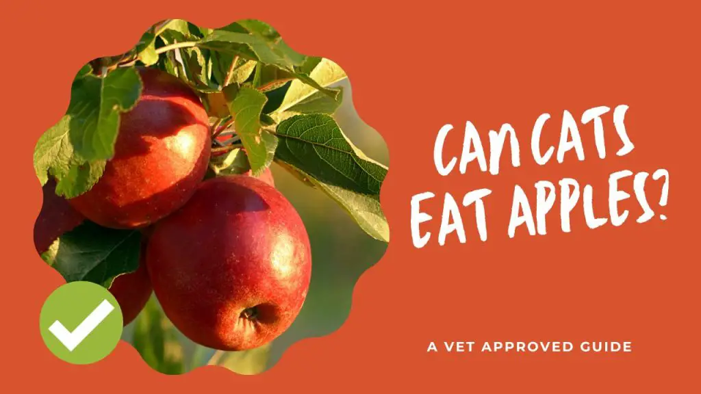 Can Cats Eat Apples