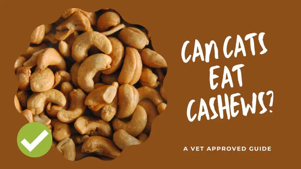Can Cats Eat Cashews