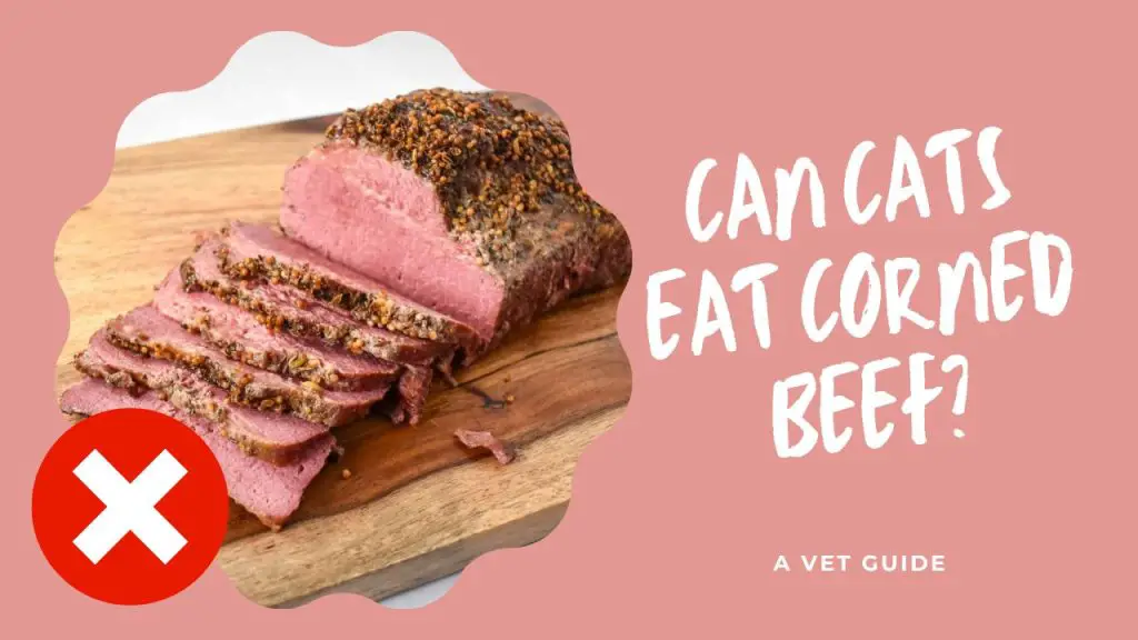 Can Cats Eat Corned Beef