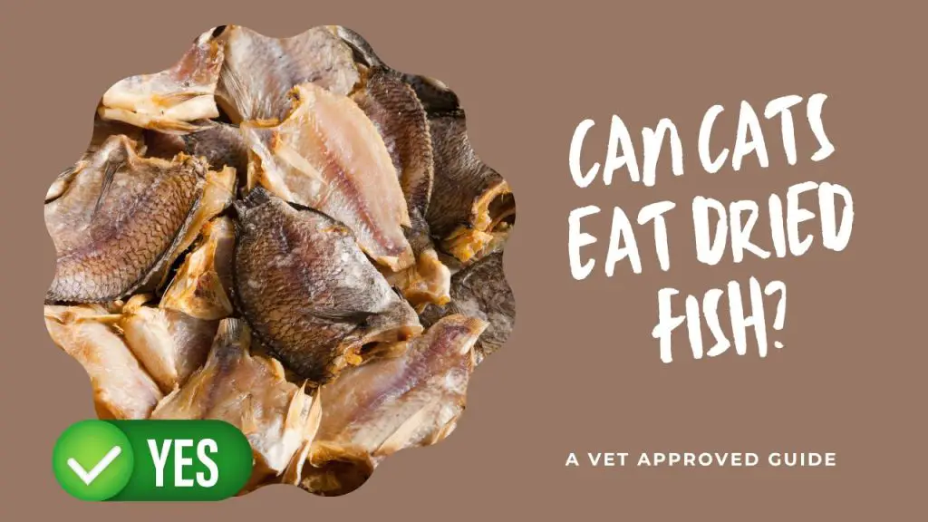 Can Cats Eat Dried Fish